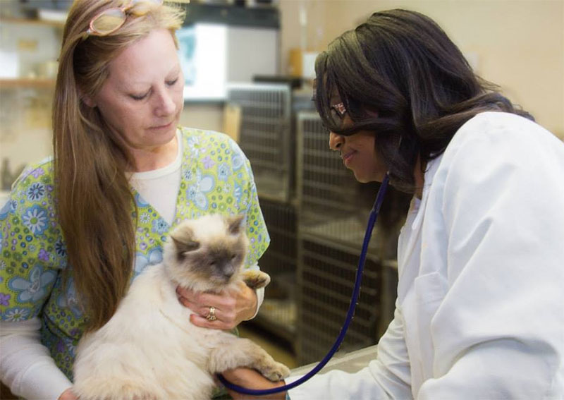 Carousel Slide 1: Cat Veterinary Care